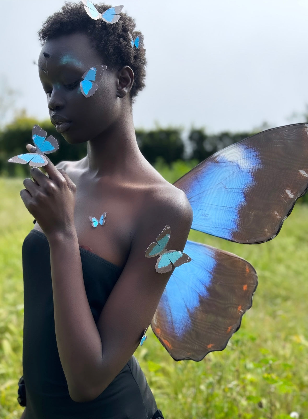 Blue Morpho Butterfly Wings