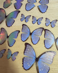 Pearl Morpho Butterflies