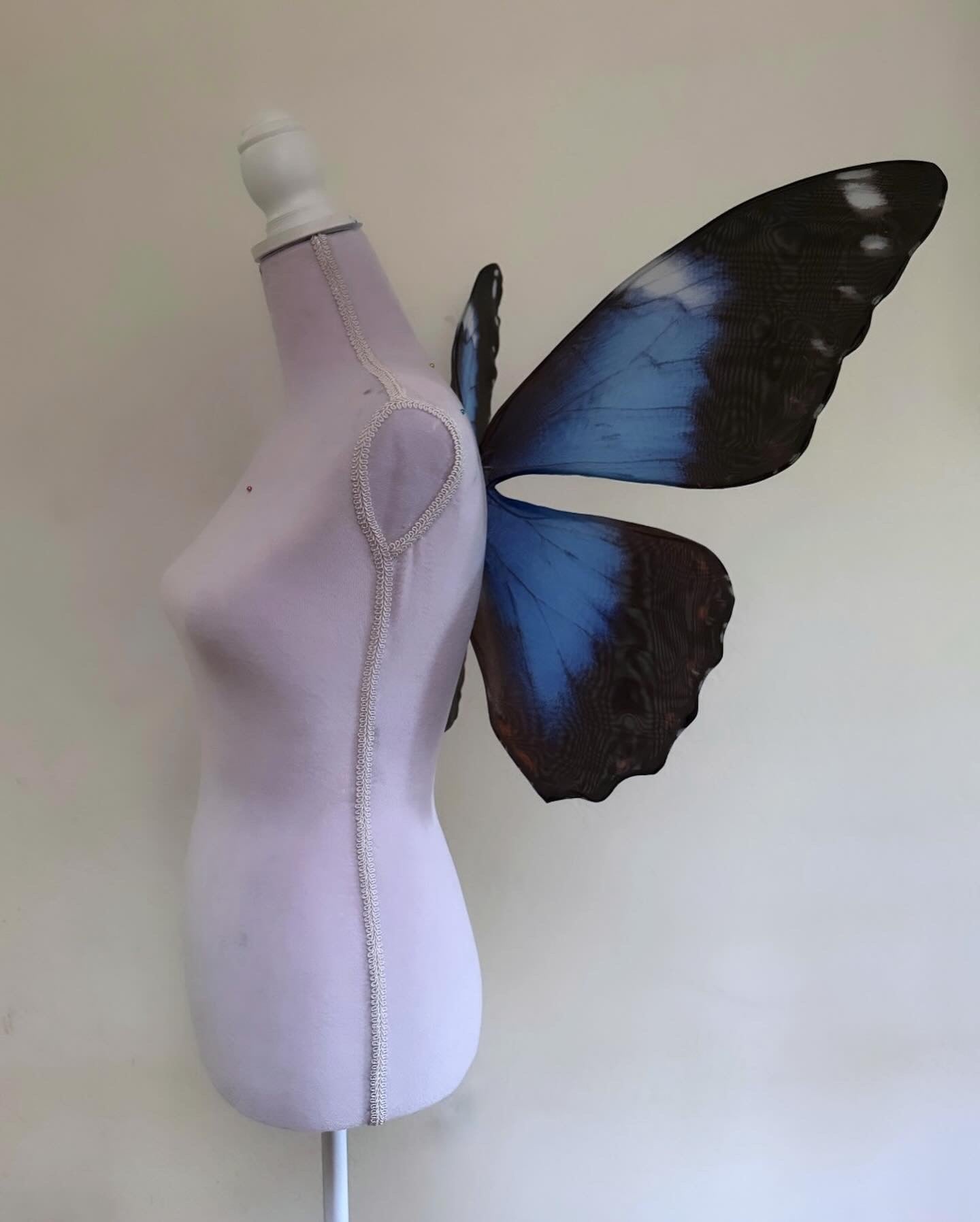 Blue Morpho Butterfly Wings