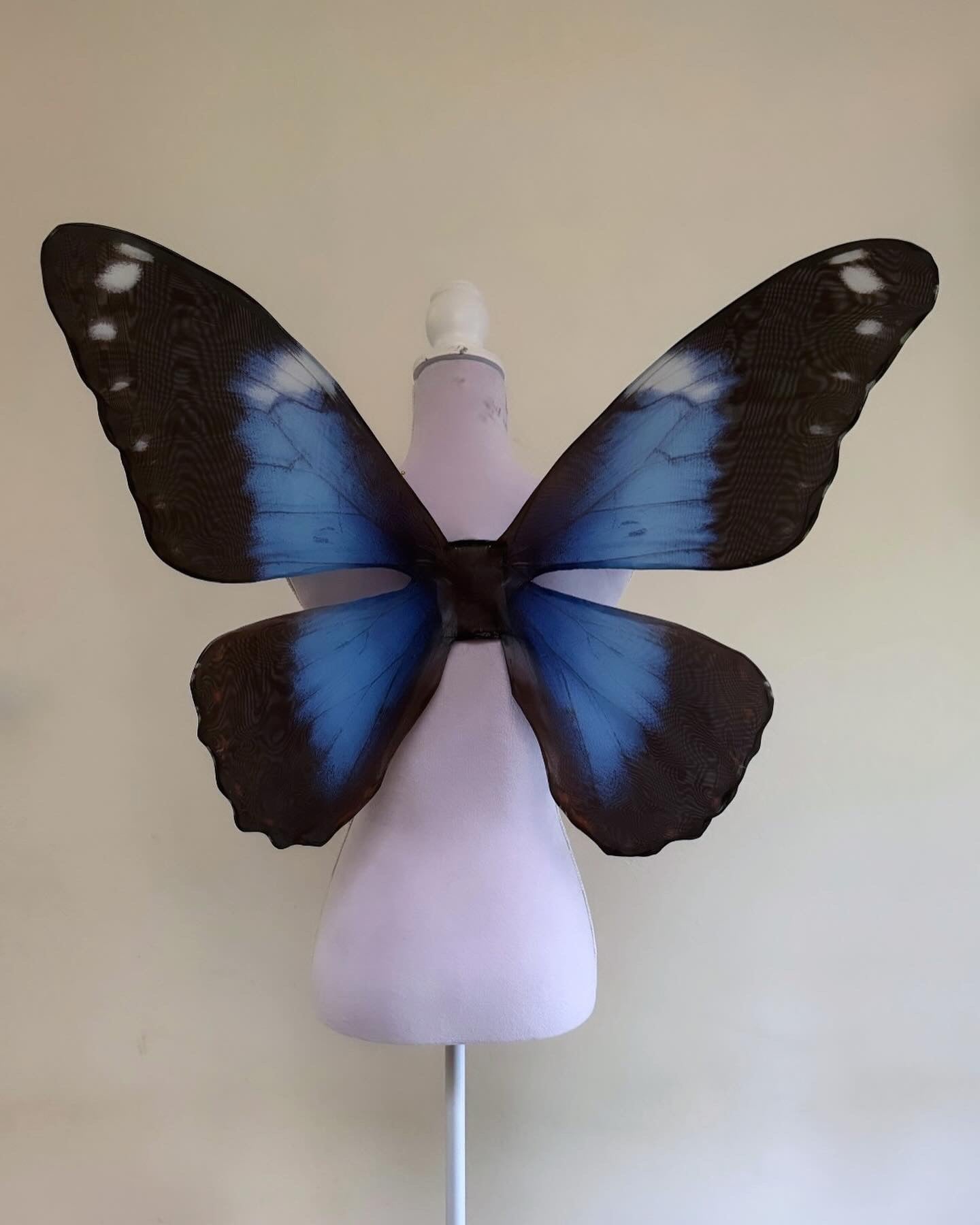 Blue Morpho Butterfly Wings