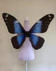 Blue Morpho Butterfly Wings