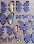 Pearl Morpho Butterflies