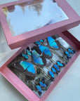 Blue Morpho Hair Pin samples