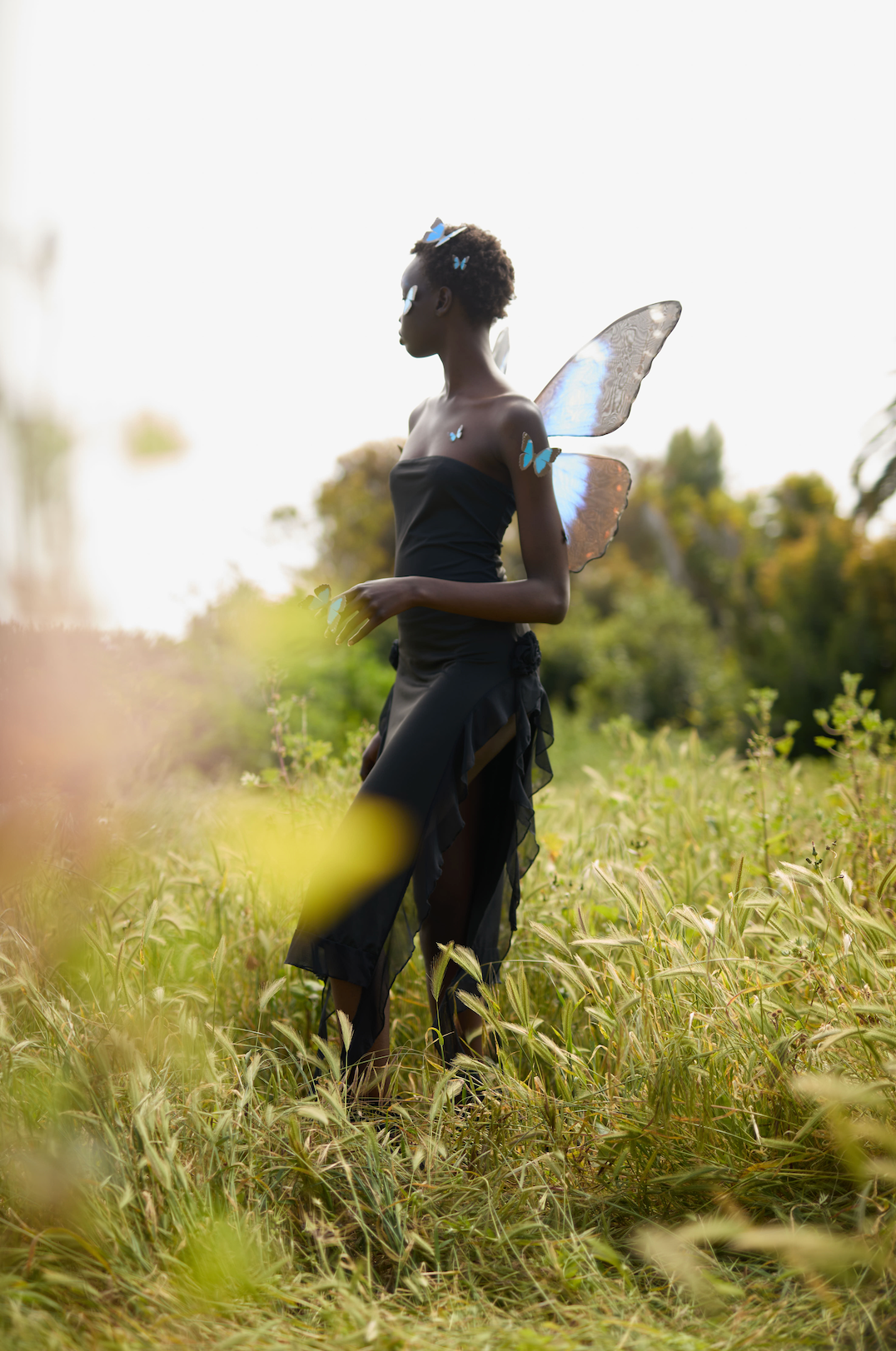 Blue Morpho Butterfly Wings