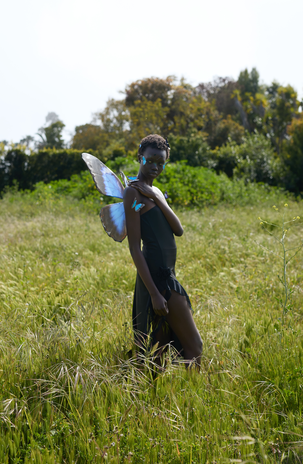 Blue Morpho Butterfly Wings