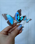 Blue Morpho Hair Pin samples
