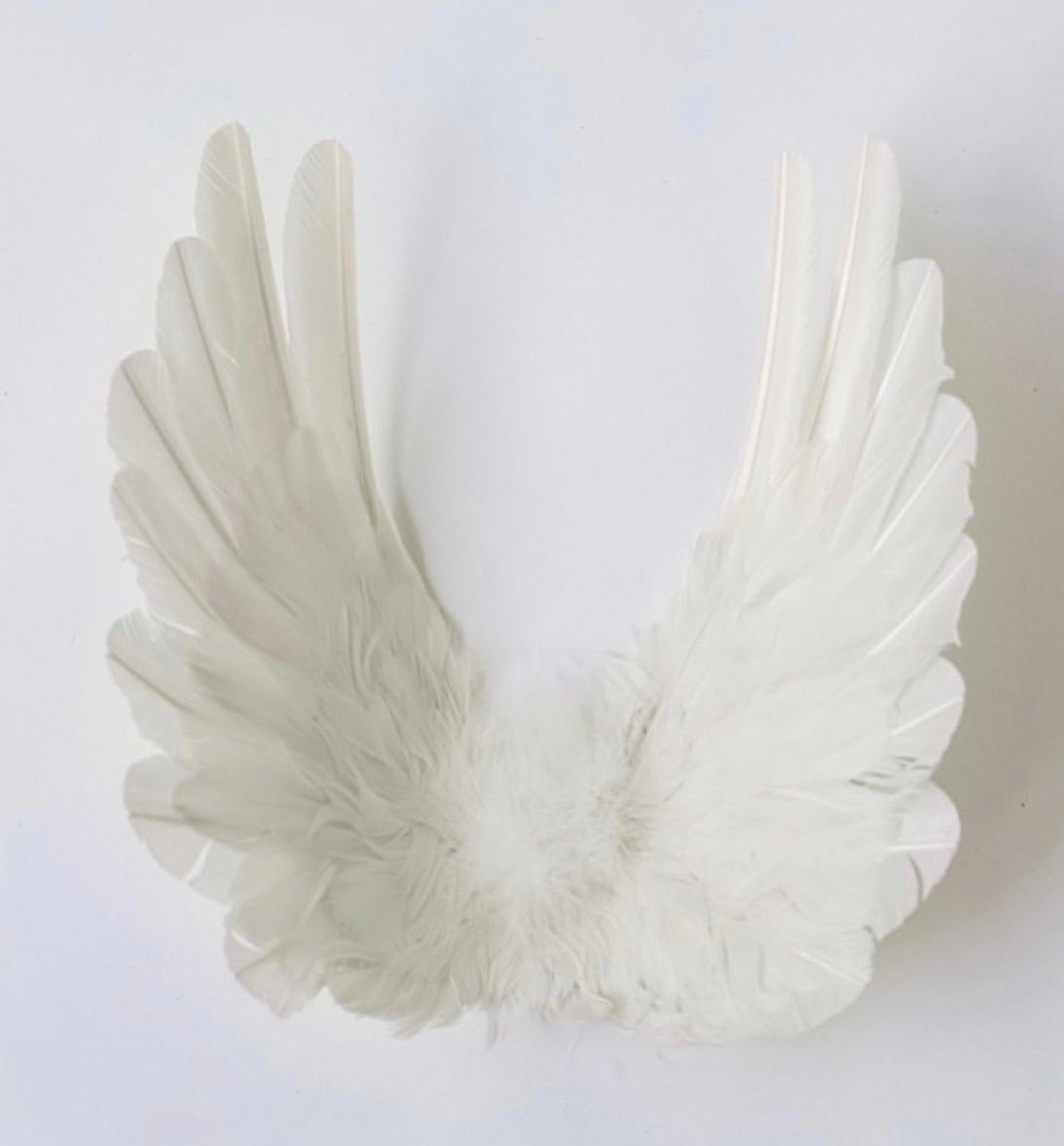 Floating Angel Wings in Dove
