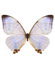 Midsummer Lilac Floating Butterfly Wings