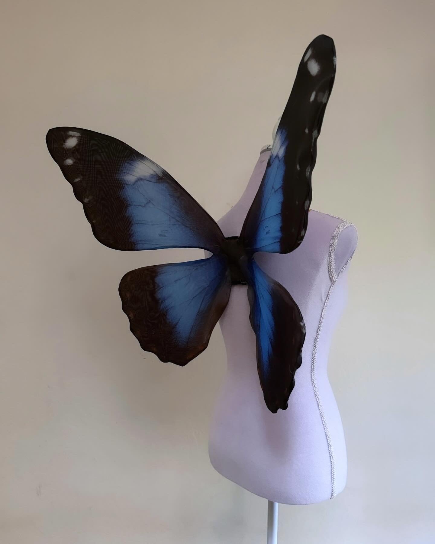 Blue Morpho Butterfly Wings