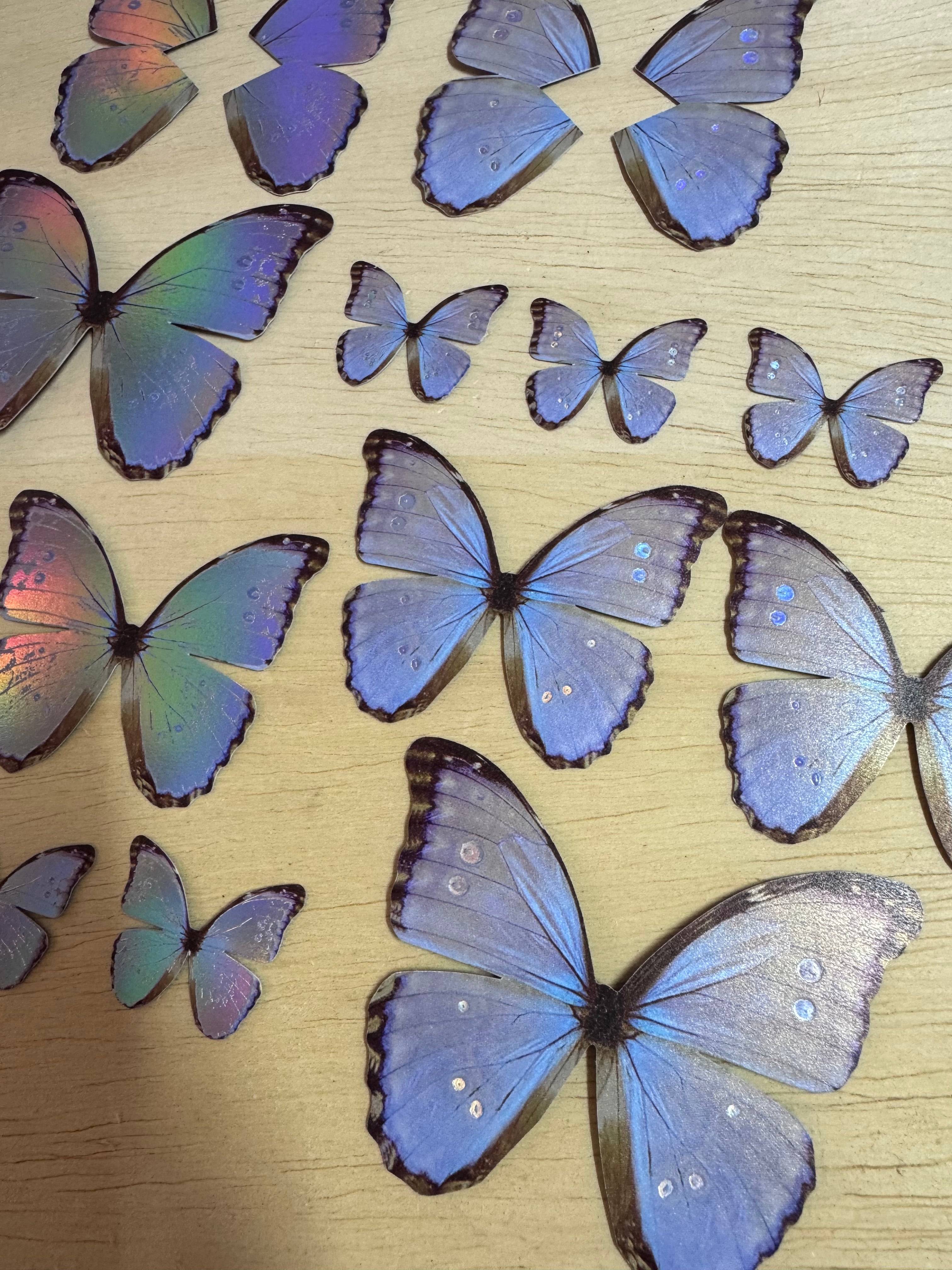 Pearl Morpho Butterflies