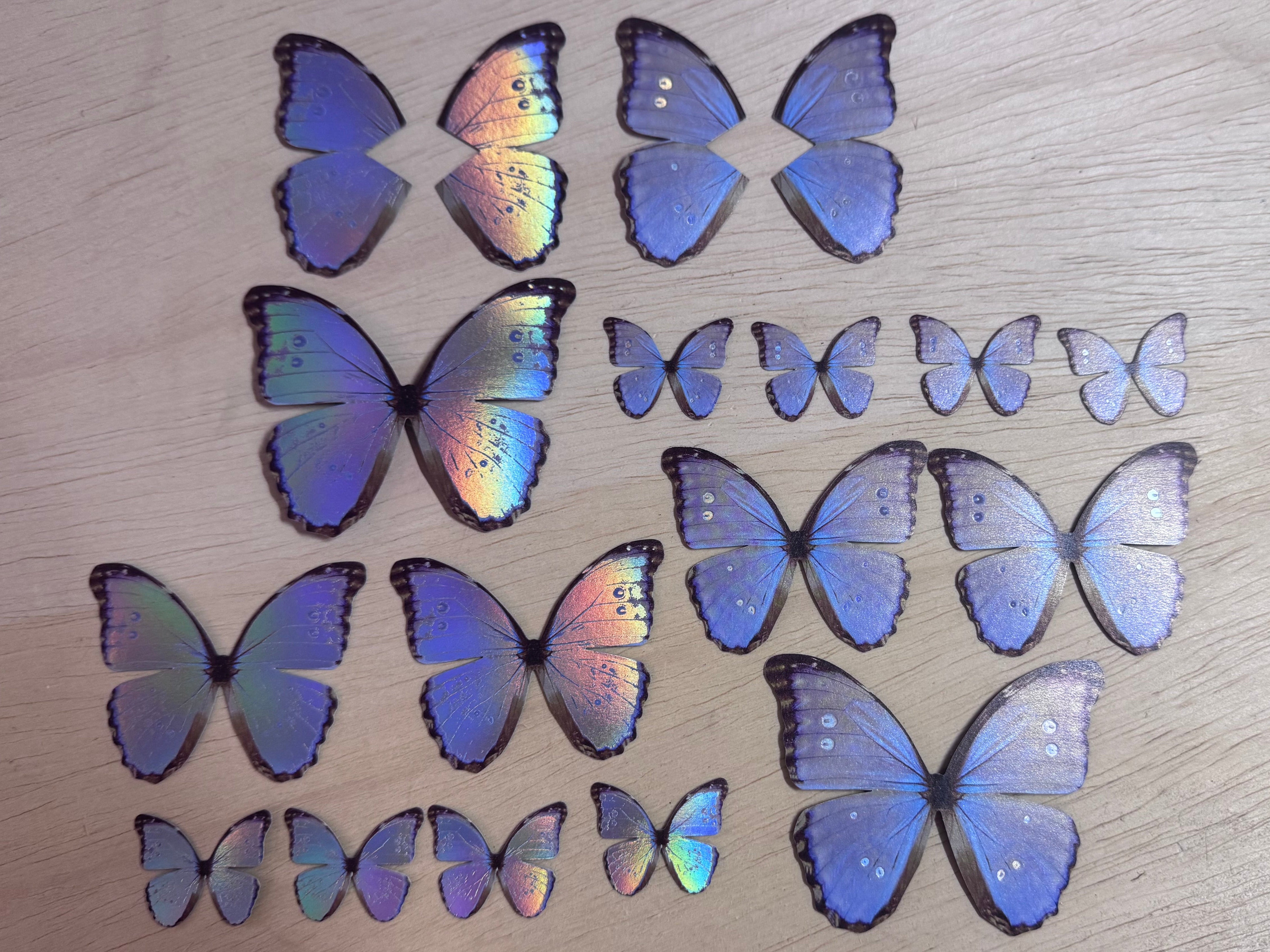 Pearl Morpho Butterflies