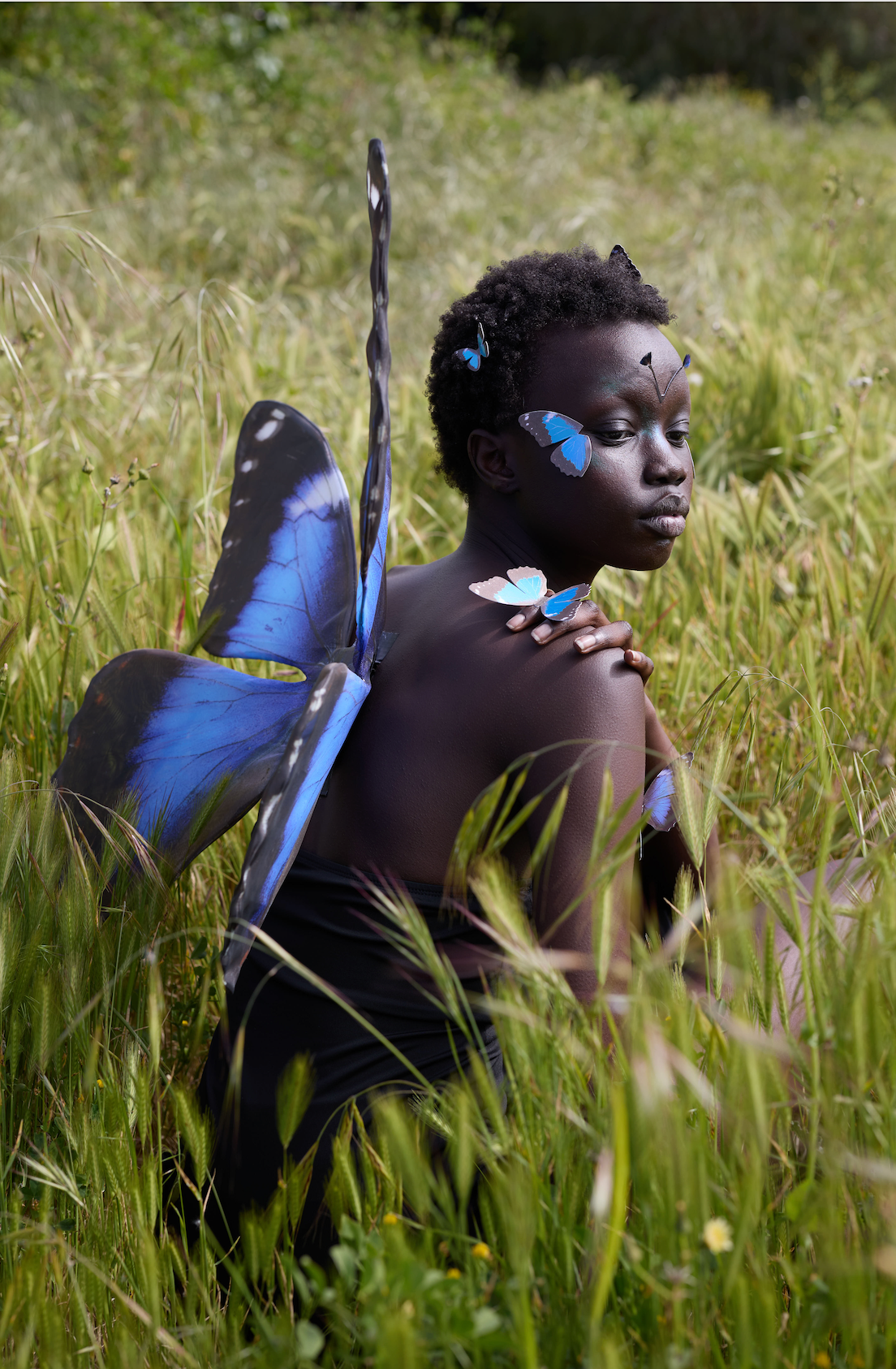 Blue Morpho Butterfly Wings