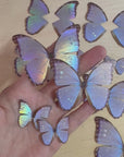 Pearl Morpho Butterflies