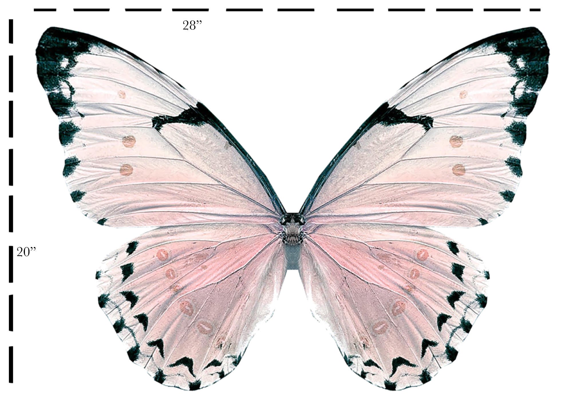 Rosewater Pink Floating Butterfly Wings
